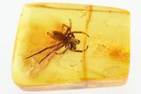 Large Detailed Fossil Jumping Spider (Salticidae) In Baltic Amber #339450-1